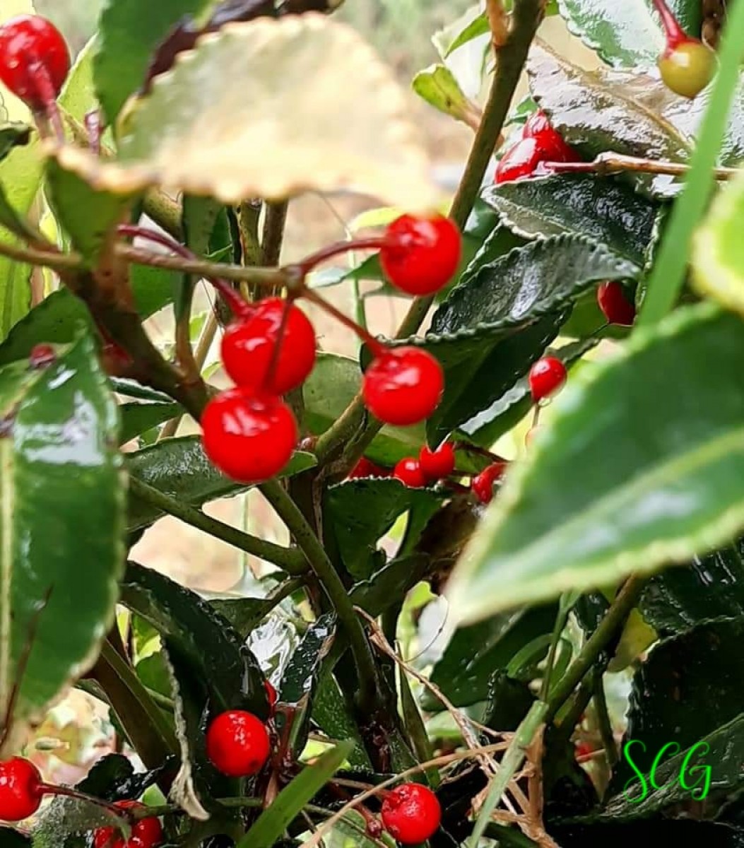 Ardisia crenata Sims